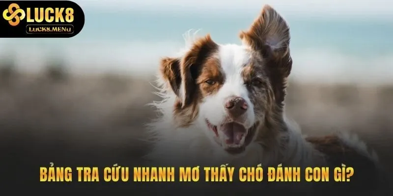 Bảng tra số đề nhanh cho các giấc mơ thường gặp